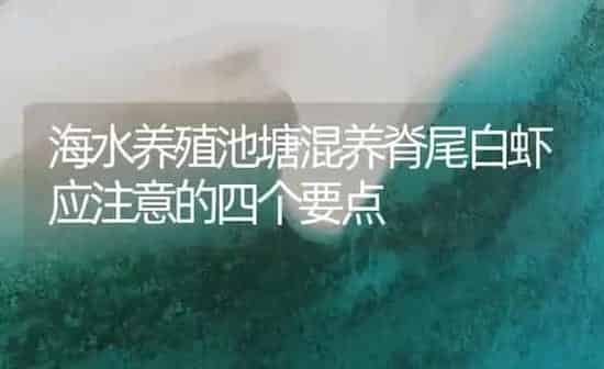 海水养殖池塘混养脊尾白虾应注意的四个要点 | 海水养殖