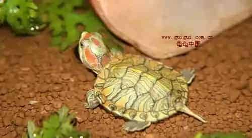 特种水产品禁用药大全