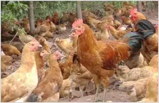 土鸡苗怎么养殖好？ | 动物养殖技术