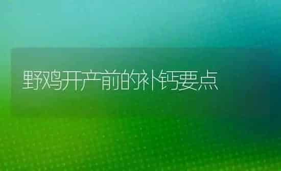 野鸡开产前的补钙要点 | 家禽养殖