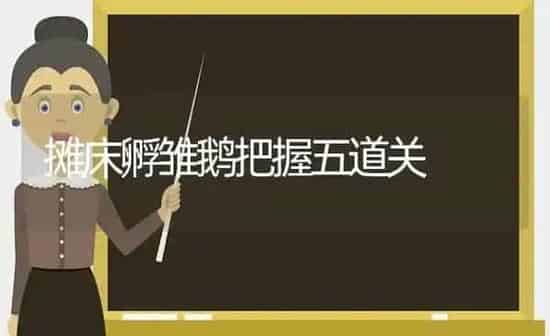 摊床孵雏鹅把握五道关 | 家禽养殖