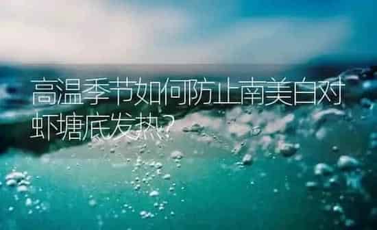 高温季节如何防止南美白对虾塘底发热？ | 海水养殖