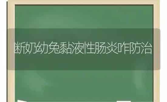 断奶幼兔黏液性肠炎咋防治 | 家畜养殖