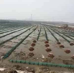 海参养殖户轻松肥水治愈化皮防控青苔的秘诀