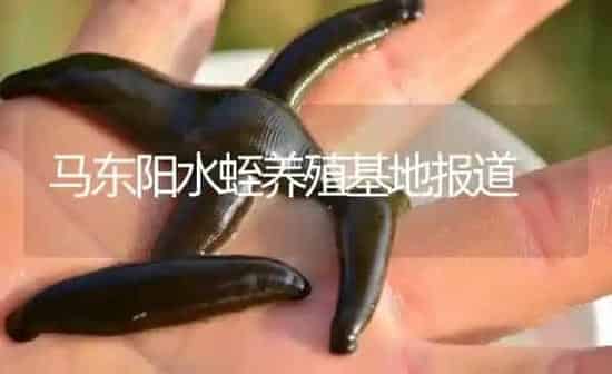 马东阳水蛭养殖基地报道 | 特种养殖