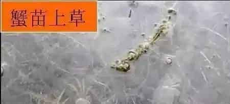 河蟹养殖户放苗五步曲，提高放苗成活率