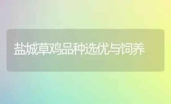 盐城草鸡品种选优与饲养 | 家禽养殖