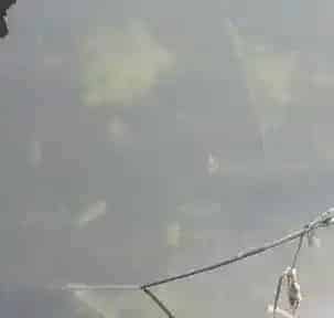 海参养殖户轻松肥水治愈化皮防控青苔的秘诀