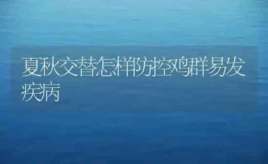 夏秋交替怎样防控鸡群易发疾病 | 家禽养殖