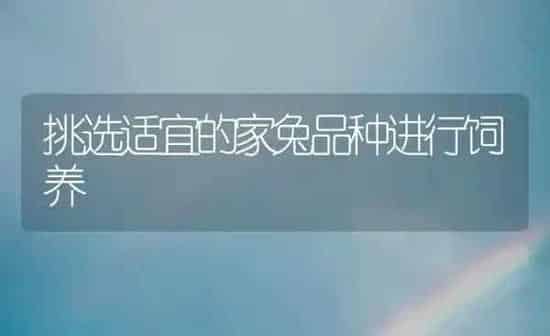 挑选适宜的家兔品种进行饲养 | 家畜养殖