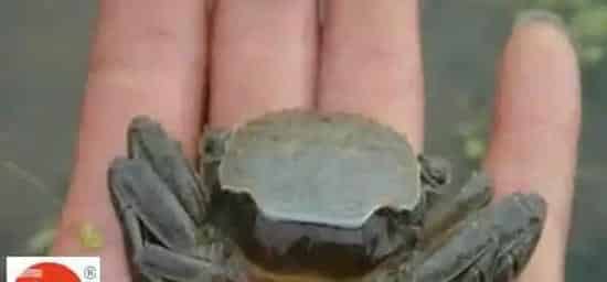 河蟹脱壳不遂的发病原因及防治方法