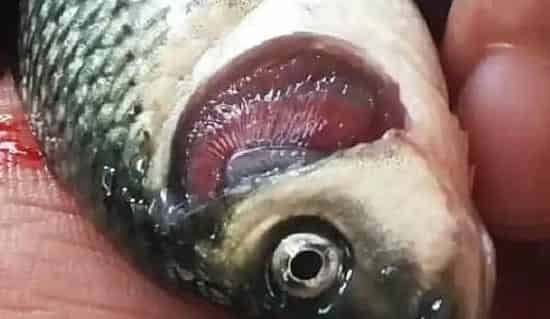 鲤鱼顽固性烂鳃病症状和治疗探索