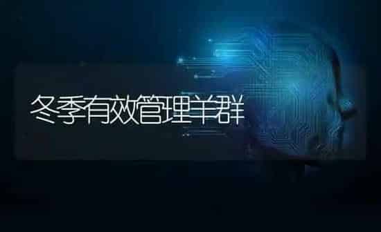 冬季有效管理羊群 | 家畜养殖