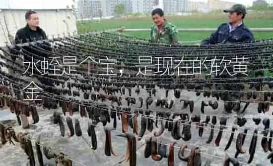 水蛭是个宝，是现在的软黄金 | 特种养殖