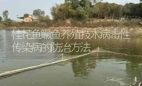 桂花鱼鳜鱼养殖技术病毒性传染病的防治方法 | 淡水养殖