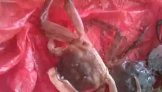 河蟹脱壳不遂的发病原因及防治方法