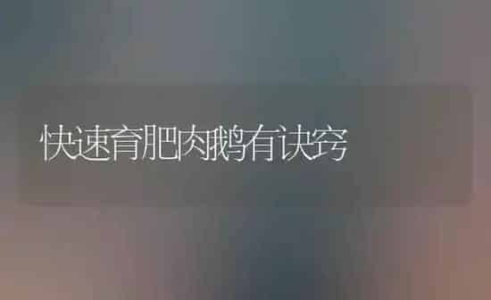 快速育肥肉鹅有诀窍 | 家禽养殖