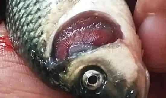 鲤鱼顽固性烂鳃病症状和治疗探索
