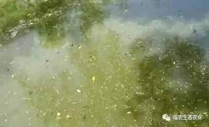 水产养殖中的微生物制剂之二：微生物制剂的优缺点