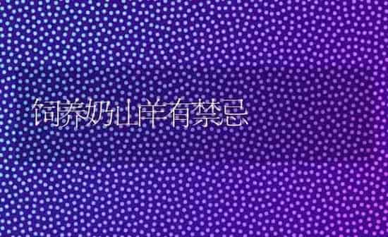 饲养奶山羊有禁忌 | 家畜养殖