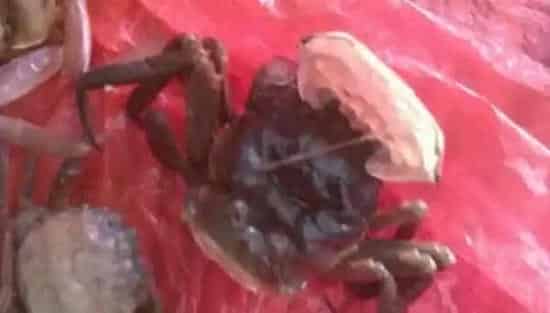 河蟹脱壳不遂的发病原因及防治方法