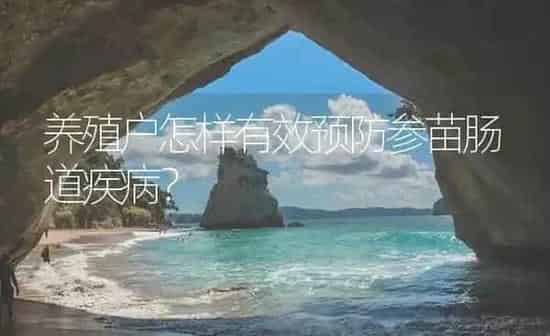 养殖户怎样有效预防参苗肠道疾病？ | 海水养殖