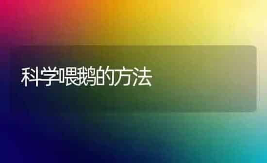 科学喂鹅的方法 | 家禽养殖