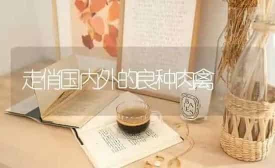 走俏国内外的良种肉禽 | 家禽养殖