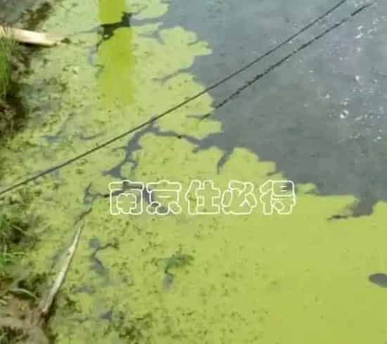 你见过五月份河蟹塘里的蓝藻吗？