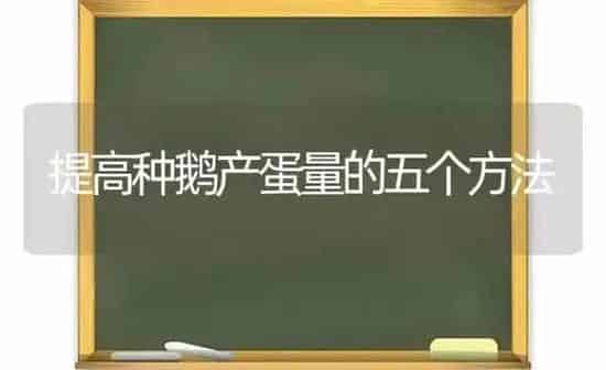 提高种鹅产蛋量的五个方法 | 家禽养殖