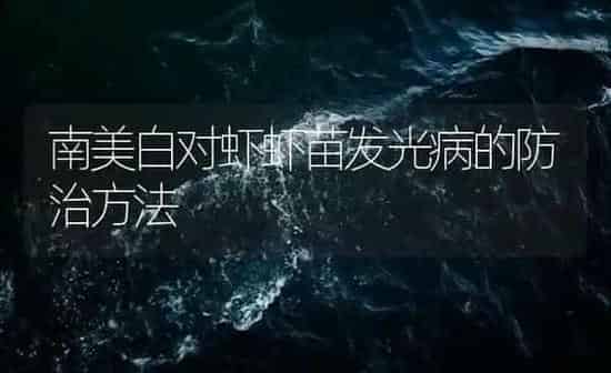 南美白对虾虾苗发光病的防治方法 | 海水养殖