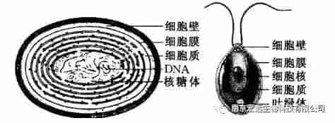 水产养殖中各种藻类危害你知道吗?