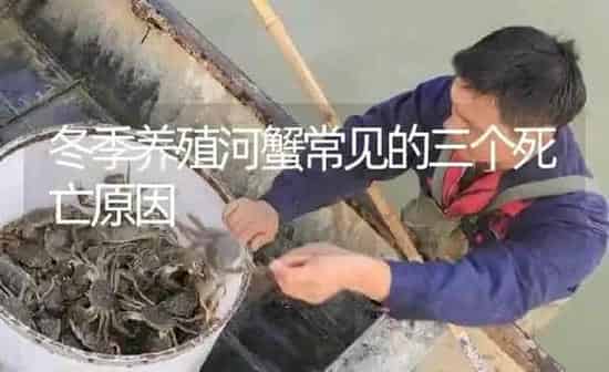 冬季养殖河蟹常见的三个死亡原因 | 淡水养殖