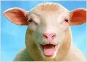 新西兰绵羊奶出口中国 | 动物养殖知识