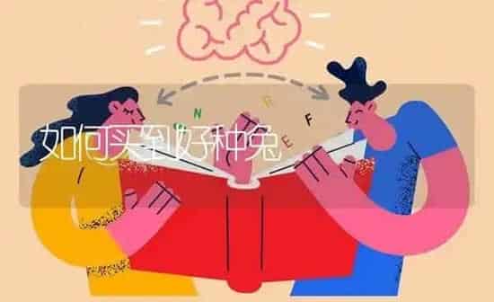 如何买到好种兔 | 家畜养殖