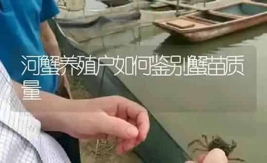 河蟹养殖户如何鉴别蟹苗质量 | 淡水养殖