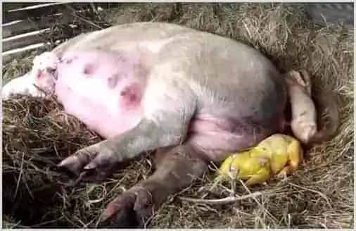 猪黄疸病有什么症状?拿什么药物治疗 | 养殖疾病