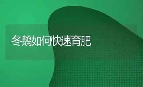 冬鹅如何快速育肥 | 家禽养殖