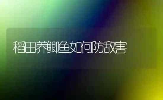 稻田养鲫鱼如何防敌害 | 淡水养殖