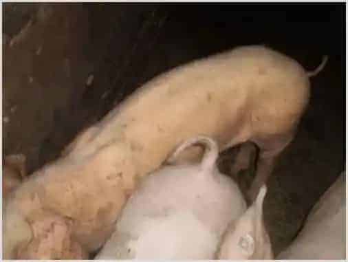 猪黄疸病有什么症状?拿什么药物治疗 | 养殖疾病