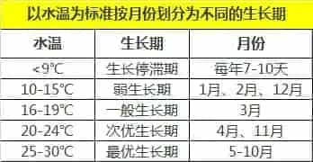 珠三角地区草鱼养殖冬季饲料投喂策略：少即是多