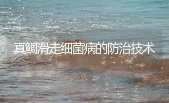 真鲷滑走细菌病的防治技术 | 海水养殖
