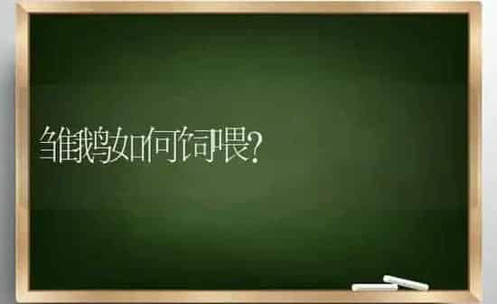雏鹅如何饲喂？ | 家禽养殖
