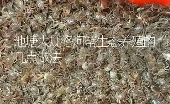 池塘大规格河蟹生态养殖的几点做法 | 淡水养殖