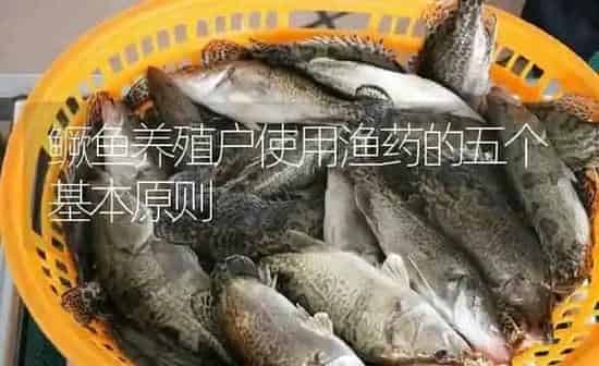 鳜鱼养殖户使用渔药的五个基本原则 | 养殖病虫害防治