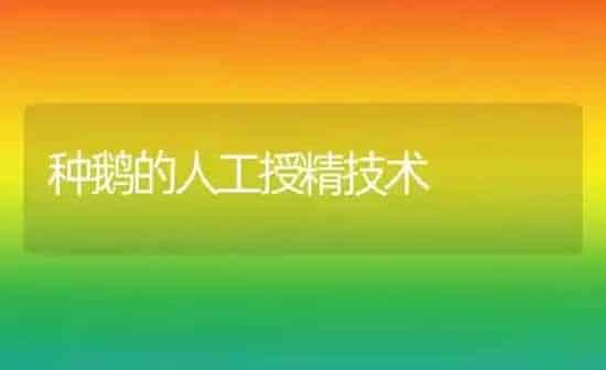 种鹅的人工授精技术 | 家禽养殖