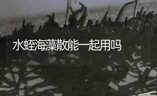 水蛭海藻散能一起用吗 | 特种养殖