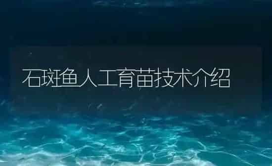 石斑鱼人工育苗技术介绍 | 海水养殖