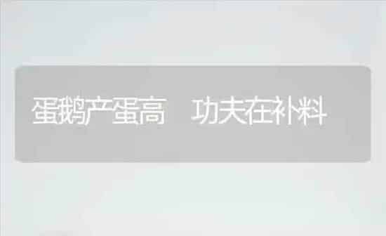 蛋鹅产蛋高 功夫在补料 | 家禽养殖