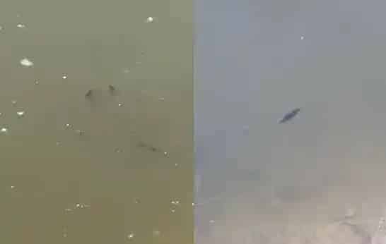成功处理因药物残留引起鳜鱼苗中毒